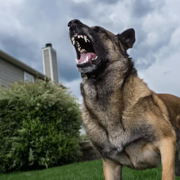 Cuidado con el perro