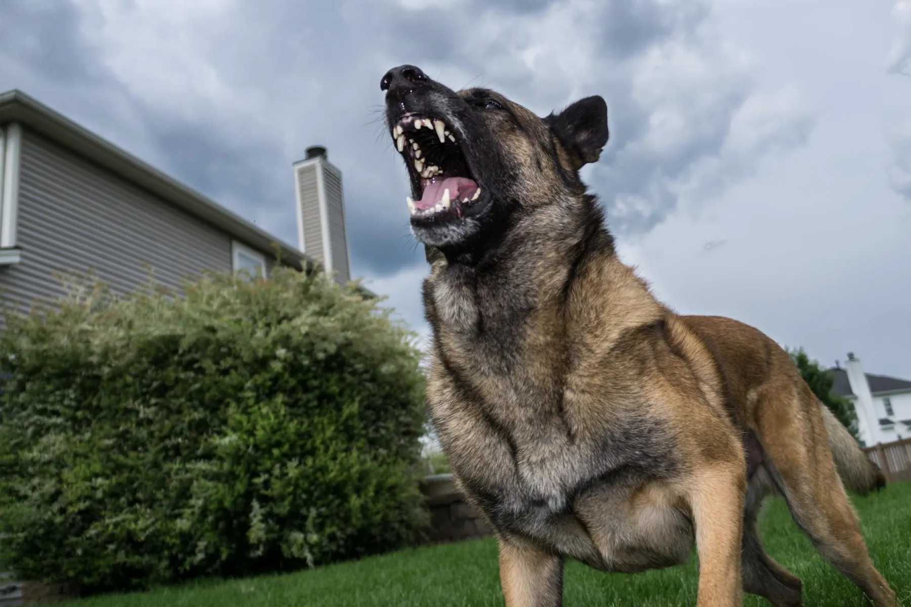 Cuidado con el perro